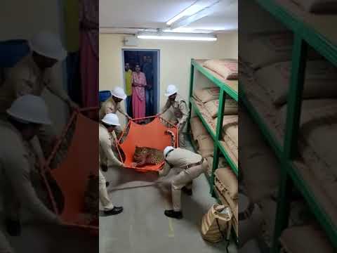Leopard Balancing on Overhead Kitchen Storage Rack | Shocking Indoor Rescue | Rescue & Release