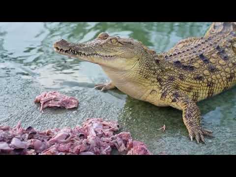 Feeding crocodiles and dancing at the same time, this is a serious job! #crocodile #aquaculture