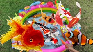 Baby Monkey Bon Bon Goes Koi Fishing And Eats With Kittens Puppy |Animals baby monkey, animal