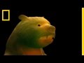 Giant Short-Faced Bear Knowledge Assessment