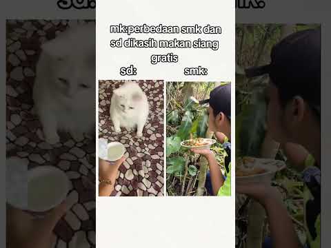 Nah yng mana Klian nih #shortvideo #cat #riecat #ariaji_2 #kucinglucu