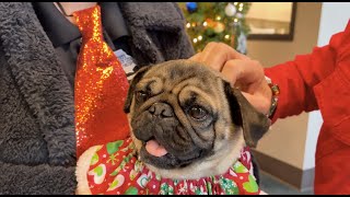 Adorable Adoptables: December 12, 2025