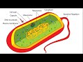 Understanding Bacteria Cells