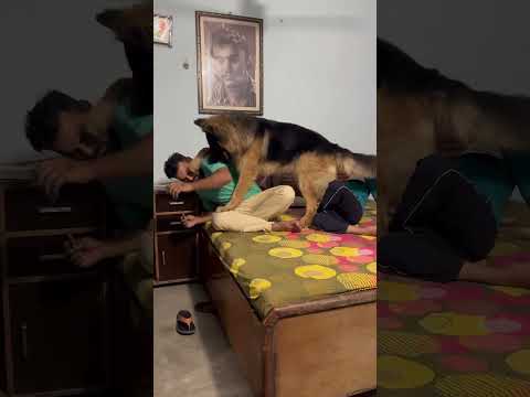 German shepherd attack for child #shorts #dog #germanshepherd #viralvideo #trending #dogshorts