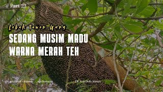 PROSES PENGAMBILAN SARANG MADU WARNA MERAH TEH