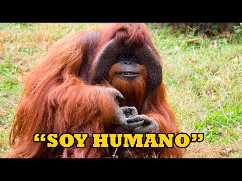 5 Animales que Dieron un Mensaje que Impactó al Mundo