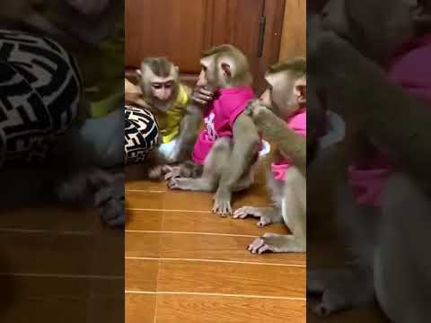 Dinner Time For JJF's