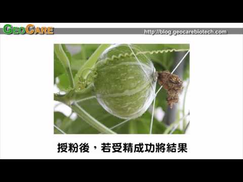 蜜蜂採蜜現場直擊影片-珍貴畫面-好奇寶寶必看 - YouTube(6分09秒)