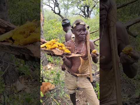 ¿Cómo tribales recolectan miel de abejas?