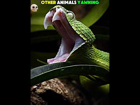 Other Animals Yawning vs The Last One ☠️🔥 #edit #trollface #trollfaceedit #troll #animals #yawning