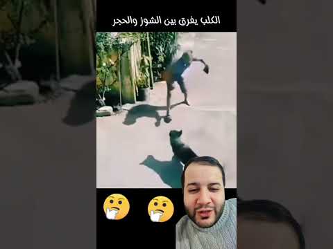 #اكسبلور #المغرب #تيك_توك #المغاربة #funny #humour #دويتو #المغربية #ترند #mma #كلب #كلاب