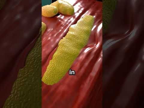 How Muscles Actually Grow 😱