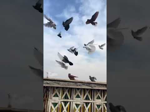 حمام مين دا ￼كيتو مصر 🇪🇬 مع انجم أحمد مكي 🕊️🕊️🕊️👍