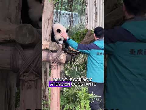 I found a loving home for the baby panda#animals #Friendship #Us