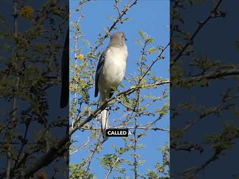 Do Mockingbirds Actually Mimic? 🤔