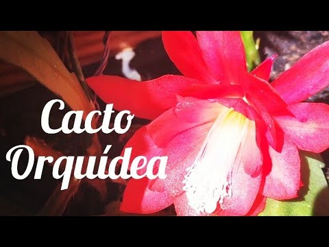 epiphyllum cacto orquídeas floração dicas cuidados e mais.🌺🌺