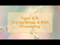 mRNA Processing and Transcription Concepts