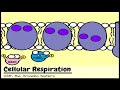 Exploring Aerobic Cellular Respiration and ATP Production