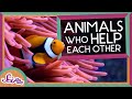 Mutualism and Collaboration in Nature