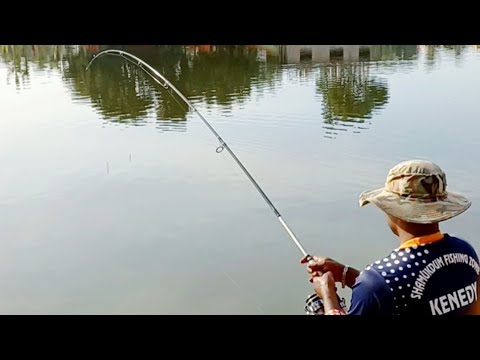 Big catla fish hunting by fishing rod