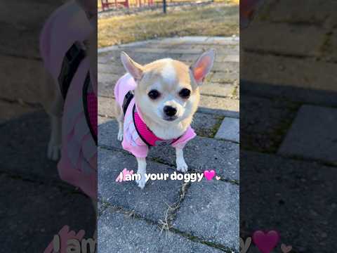 I am your doggy 🐶💜 #chihuahua #doglover #cutedog #funny #puppy #shorts #dogshorts