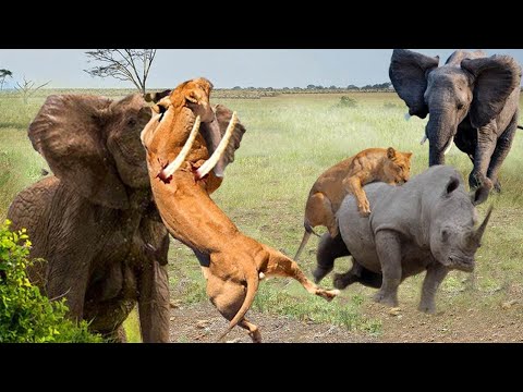 Amazingly, The Brave Elephants Attacked The Hungry Lions And Saved The Rhino From Danger