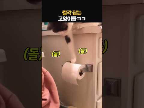 칼각으로 정리하는 고양이들ㅋㅋ