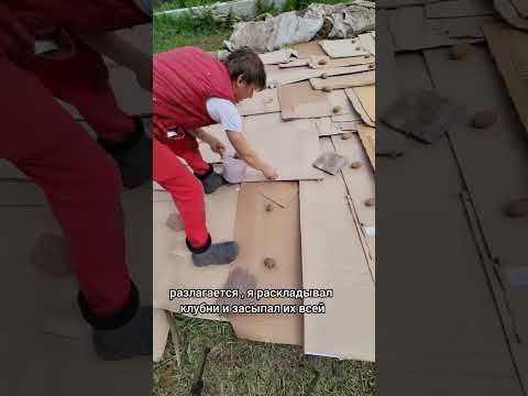 Посадка картошки на картон! #сад #дача #огород #рецепт #газон