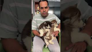 Husky puppy #dogs #husky #petshub #breed #pets #siberianhusky #huskydog