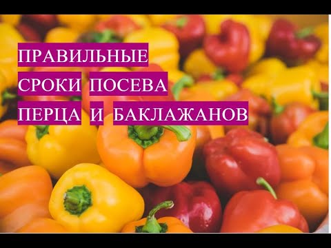 Когда же посеять перец и баклажаны! Как рассчитать правильные сроки посева