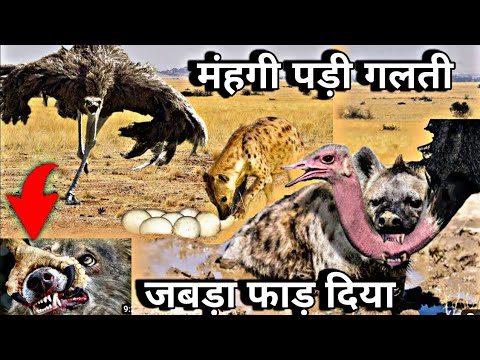 एक ही झटके में जबड़ा उखाड़ दिया। मंहगा पढ़ गया #ostrich शतुरमुर्ग के अंडों को चुराना।