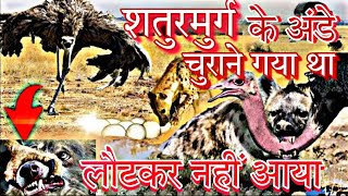 एक ही झटके में जबड़ा उखाड़ दिया। मंहगा पढ़ गया #ostrich शतुरमुर्ग के अंडों को चुराना।