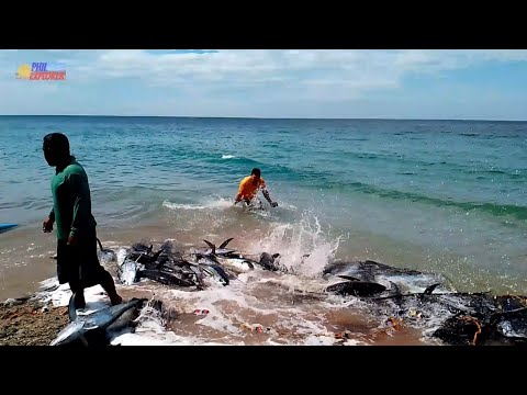 Catching Monster Fish by Net Traditional Fishing { Mga Dambuhalang Tuna nasa Tabi Lang ng BayBay! }