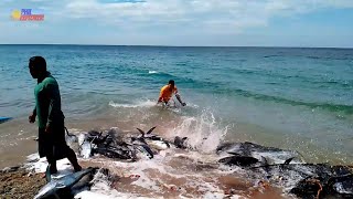 Catching Monster Fish by Net Traditional Fishing { Mga Dambuhalang Tuna nasa Tabi Lang ng BayBay! }