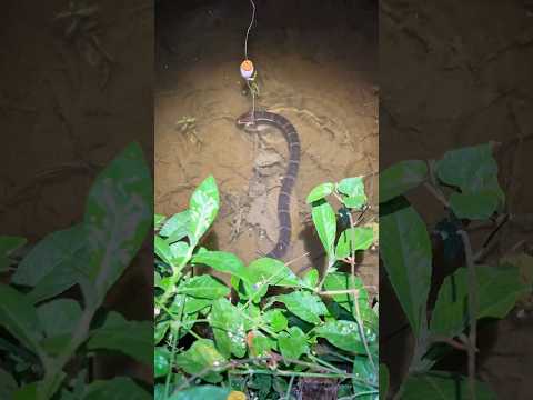 Mancing ikan ❌ Mancing Ular ✅ #shorts #fishing #snake #viral