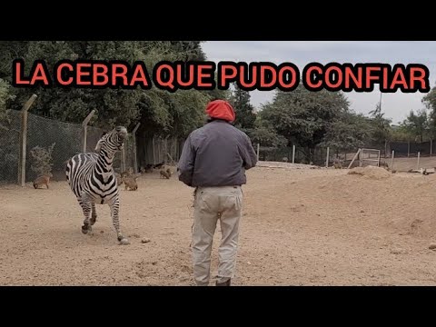 DESAFIANDO MITOS, LA CEBRA QUE NOS ENSEÑÓ SU NATURALEZA #caballossalvajes #amorequino #Cebras #