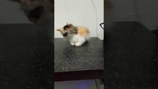 #catlovers#catvideos#cutecat#cutebaby#cuteanimals#petlover#shorts#youtube#trending