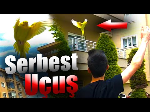 Tasmasız Serbest Uçuş | Muhabbet Kuşu Serbest Uçuş | Muhabbet Kuşu Free Flight Nasıl Yapılır ?