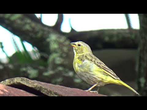 Canário da terra este ninho não é dele ele só quer desmanchar ele para fazer o dele  N 425