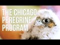 Peregrine Falcon Program and Conservation