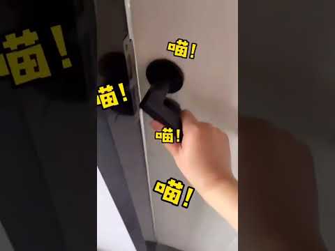 Senn cho kao ăn ? #cat #cute #pets #funny #catlover #kitten #tiktok #cutecat #meow