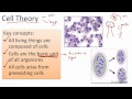Cell Structure and Function Concepts