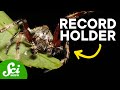 Unique Spider Adaptations and Behaviors