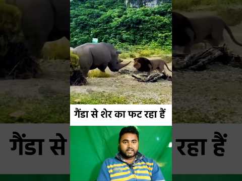 गैंडा से शेर का फट रहा है 😂🤔 #shorts #rhinoceros #lion #animal #animalshorts