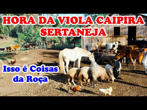 Hora da VIOLA SERTANEJA # Modas Caipira Pra matar a Saudade - Modão Raiz