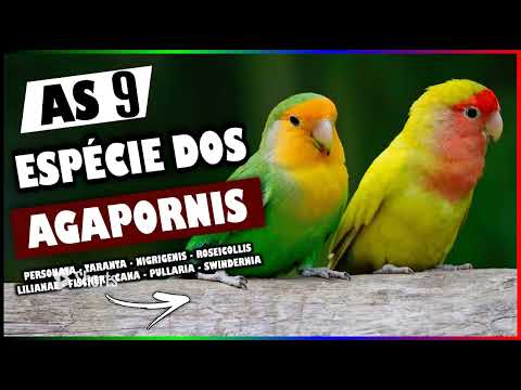 CONHEÇA AS 9 ESPÉCIES DO AGAPÓRNIS!