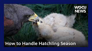 How to Handle Hatchling Season