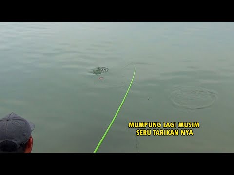 LAGI MUSIM !! Cukup di pinggir saja kalau mancing ikan ekor kuning dan musader