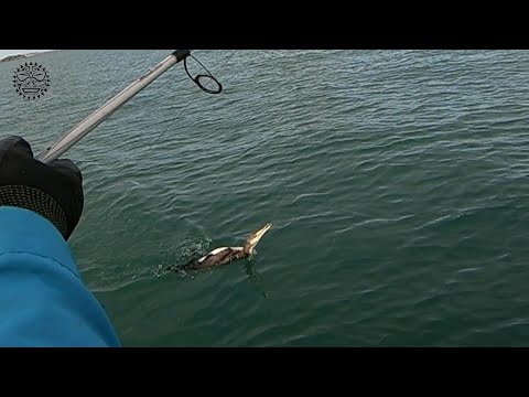 진정한 새대가리