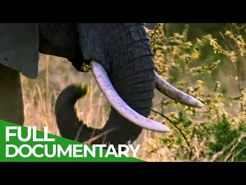 Wild Assassins – Deadly Horns and Tusks | Free Documentary Nature